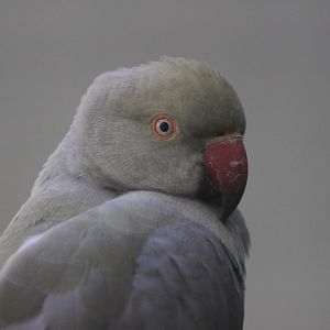 Rose-ringed Parakeet, Riddiford Garden Aviary