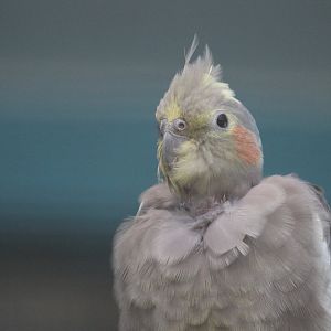 Cockatiel, Riddiford Garden Aviary