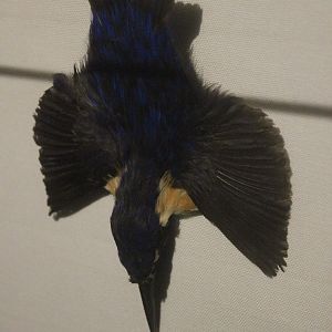 Skin (Brooch) of Azure Kingfisher, The Dowse Art Museum