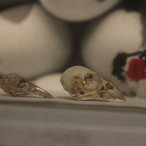 Bird skulls, The Dowse Art Museum