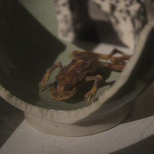 Dried frog, The Dowse Art Museum