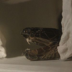Dried snake head, The Dowse Art Museum