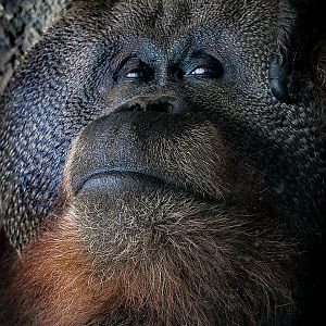male orangutan 2022