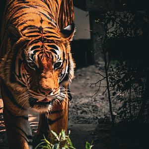 Sumatran tiger 2022