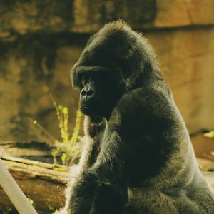 gorilla 2019