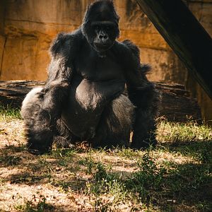gorilla 2019