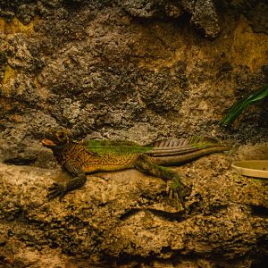 Sailfin Dragon 2019