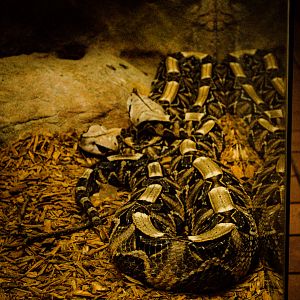 Gabon Viper 2019