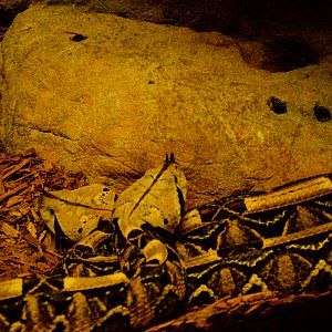 Gabon Viper 2019