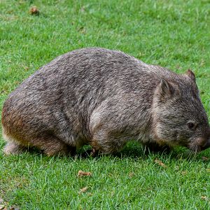 Common Wombat