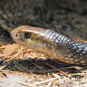 Eastern Brown Snake