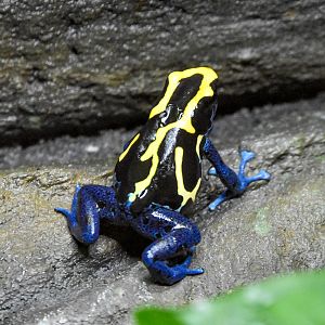 Dyeing Poison Dart Frog