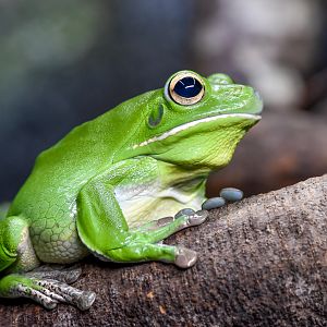 White-lipped Tree-Frog