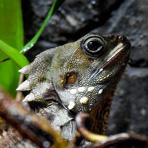 Boyd's Forest Dragon