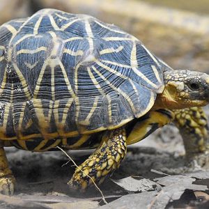 Indian Star Tortoise