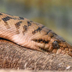 Australian Scrub Python