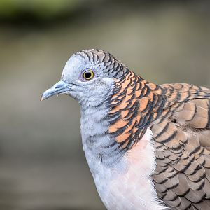 Bar-shouldered Dove