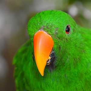 Eclectus Parrot