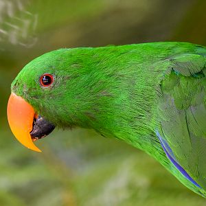 Eclectus Parrot