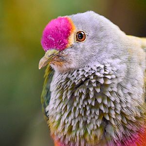 Rose-crowned Fruit-Dove