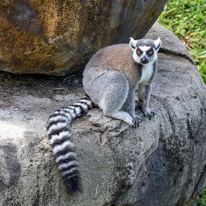 Ring-tailed Lemur