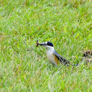 Forest Kingfisher (wild) in rhino enclosure