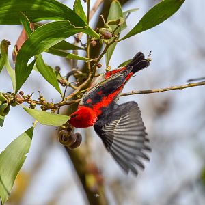 Scarlet Honeyeater (wild) in giraffe enclosure