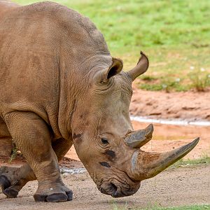 Southern White Rhino