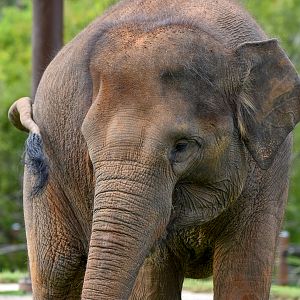 Sumatran Elephant