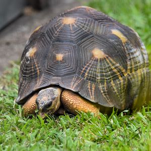 Radiated Tortoise