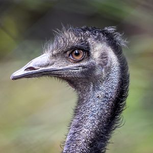 Emu