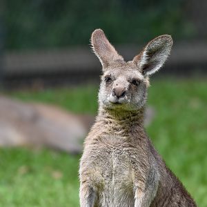 Eastern Grey Kangaroo