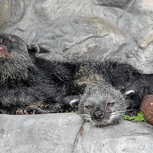 Binturong