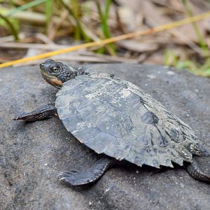 Saw-shelled Turtle
