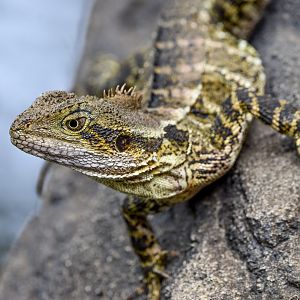 Eastern Water Dragon - wild