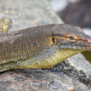 Merten's Water Monitor