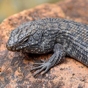 Cunningham's Skink