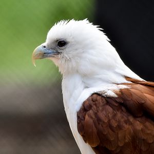 Brahminy Kite