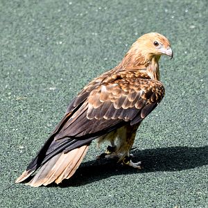 Whistling Kite