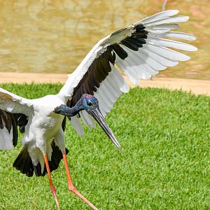 Black-necked Stork