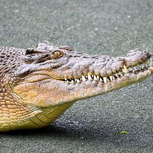 Saltwater Crocodile