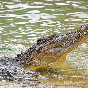 Saltwater Crocodile