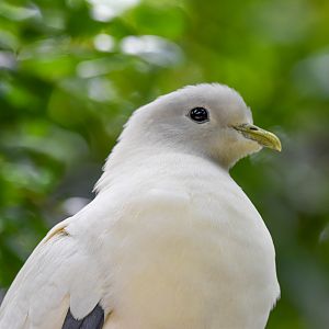 Torresian Imperial Pigeon