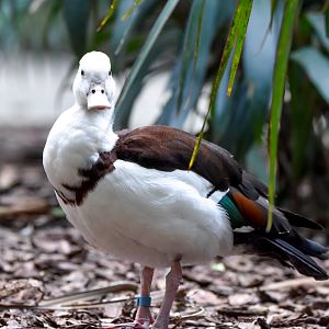 Radjah Shelduck