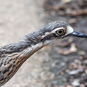 Bush Stone-Curlew