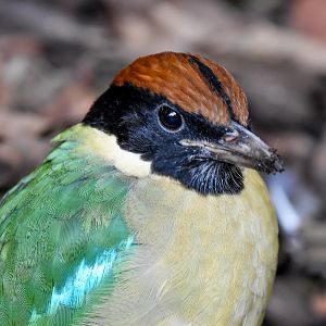 Noisy Pitta