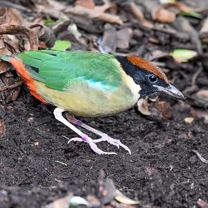 Noisy Pitta with worm