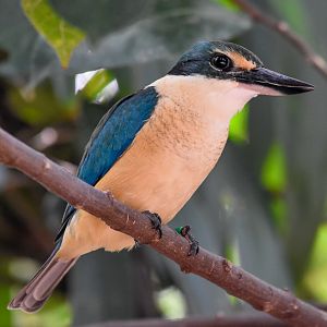 New Species at Australia Zoo: Sacred Kingfisher