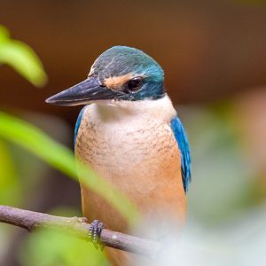 New Species at Australia Zoo: Sacred Kingfisher