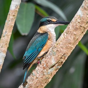 New Species at Australia Zoo: Sacred Kingfisher